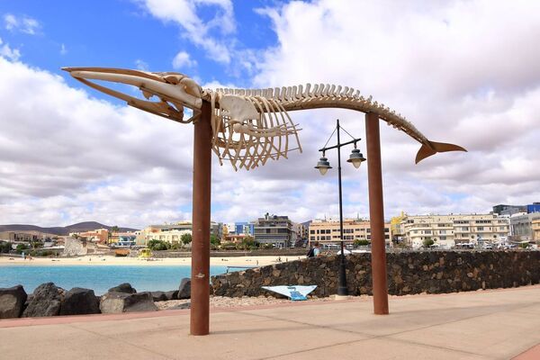 Puerto del Rosario, Fuerteventura in Spain - November 24 2023: Fin whale skeleton displayed on a jetty by the Atlantic Ocean. iStock. Puerto del Rosario, Fuerteventura in Spain - November 24 2023: Fin whale skeleton displayed on a jetty by the Atlantic Ocean. iStock.