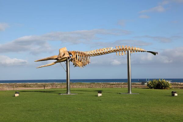 Skeleton of a big Sperm Whale. Photo taken in Jandia Playa, Canary Island Fuerteventura, Spain. iStock Skeleton of a big Sperm Whale. Photo taken in Jandia Playa, Canary Island Fuerteventura, Spain. iStock
