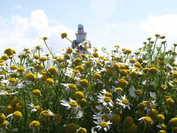 The age old tradition that is Daisy Day will be revived at Hook Lighthouse on New Year's Day from noon to 4pm. Photograph Jimmy Fallon. The age old tradition that is Daisy Day will be revived at Hook Lighthouse on New Year's Day from noon to 4pm. Photograph Jimmy Fallon.