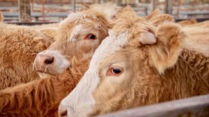 <p>Exceptionally high demand for all types of cows, bullocks and heifers in Dungarvan Mart's sales rings at present.</p> <p>Exceptionally high demand for all types of cows, bullocks and heifers in Dungarvan Mart's sales rings at present.</p>