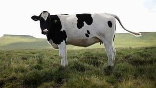 Gym owner jailed for buying phone credit used to coordinate Kinahan gang murder Gym owner jailed for buying phone credit used to coordinate Kinahan gang murder