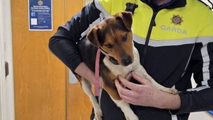 <p>The Gardaí in Waterford want to reunite this dog with its owner</p> <p>The Gardaí in Waterford want to reunite this dog with its owner</p>
