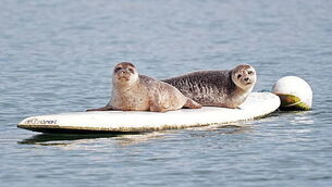 Irish children go viral with their 'song of the summer' The Spark Irish children go viral with their 'song of the summer' The Spark