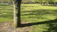 People’s Park is oasis for ordinary workers of Waterford - it needs to be an oasis for nature too People’s Park is oasis for ordinary workers of Waterford - it needs to be an oasis for nature too