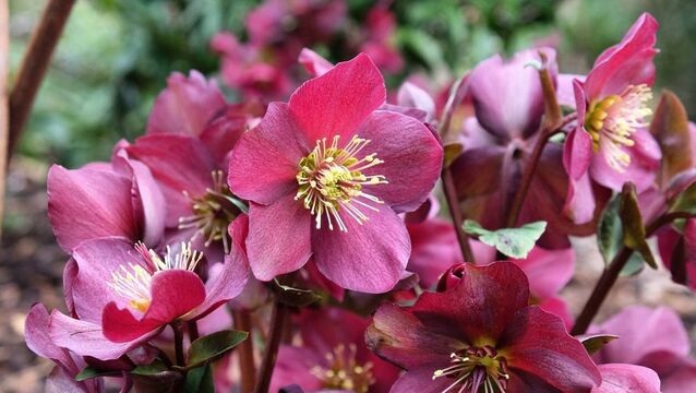Green Fingers: New twists on flowering perennials Green Fingers: New twists on flowering perennials