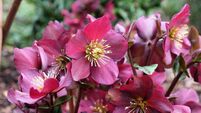 Green Fingers: New twists on flowering perennials Green Fingers: New twists on flowering perennials
