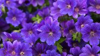 Green Fingers: The need for something different continues Green Fingers: The need for something different continues
