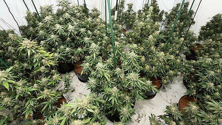 Sixteen arrested after nine cannabis factories uncovered across the North Sixteen arrested after nine cannabis factories uncovered across the North