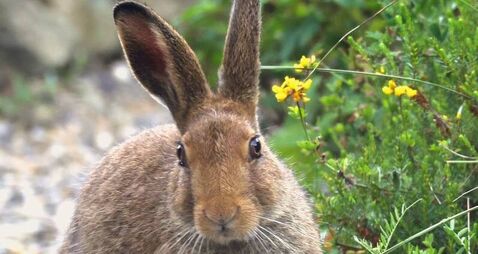 Catherine Drea: Do any of them care? - Waterford TDs vote in support of hare coursing Catherine Drea: Do any of them care? - Waterford TDs vote in support of hare coursing