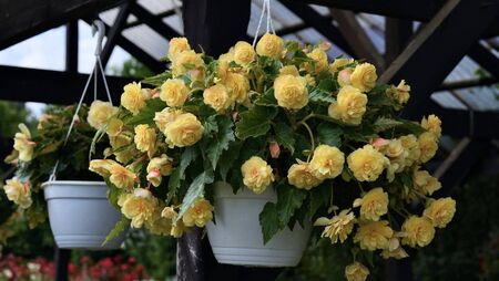 Green Fingers: Hardy flowering plants bridge the gap Green Fingers: Hardy flowering plants bridge the gap