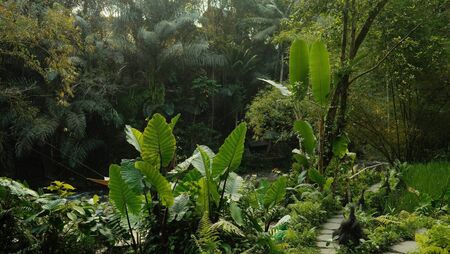 Green Fingers: Bright and breezy plants Green Fingers: Bright and breezy plants