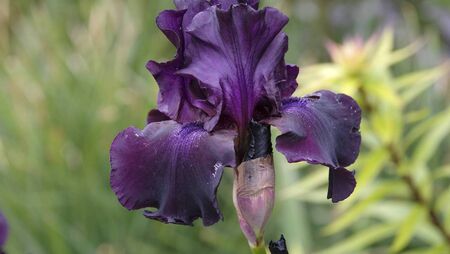 Rainbow iris and scented seas of lavender Rainbow iris and scented seas of lavender