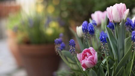 There is always space for bulbs in your life There is always space for bulbs in your life