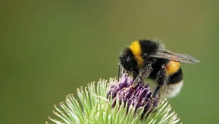 Green Fingers: There is a buzz about bees Green Fingers: There is a buzz about bees