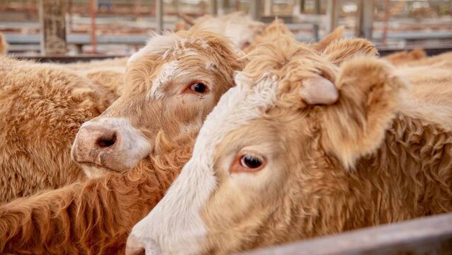 Farming: Latest results from Dungarvan Mart Farming: Latest results from Dungarvan Mart