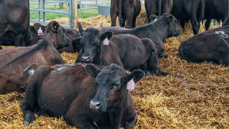Farming: Cattle prices strengthen as supplies remain tight Farming: Cattle prices strengthen as supplies remain tight