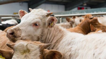 Farming: Latest results from Dungarvan Mart Farming: Latest results from Dungarvan Mart